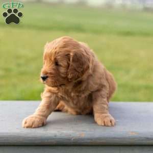Clover, Mini Goldendoodle Puppy